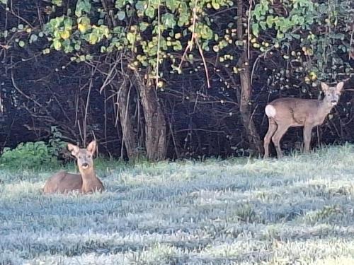 Billede fra billedgalleriet på The Lodge at The Elms i Keynsham