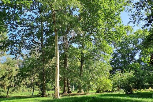 a group of trees in a field with green grass at Gîte dans les bois en Normandie in La Houssaye