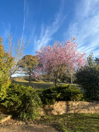 a tree with pink flowers in a park at El Ventador de la Torra in Lladurs