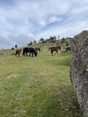a group of horses grazing in a field at Casa de Casarelhos - "Gerês" - Estúdio piso 0 - Apartamento Piso 1 in Geres