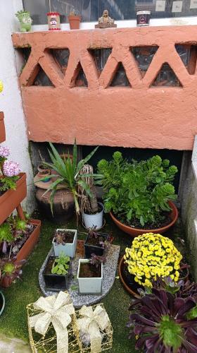 a bunch of potted plants sitting on the ground at Orion Guesthouse Telhado in Fundão
