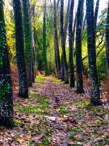 a path through a forest with leaves on the ground at Alojamiento La Fuente in Fuenteheridos