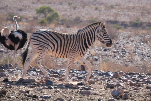a zebra and an ostrich walking in a field at Alt Duwisib Nature Escape in Duwisib