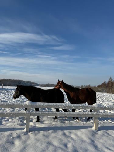 two horses standing next to a fence in the snow at Relax House By The Stone in Nugariai