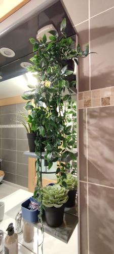 Une bande de plantes en pot sur une étagère dans une cuisine dans l'établissement O'Cœur de la Roche - Jacuzzi et Hammam privatif, à Saint-Blaise-la-Roche