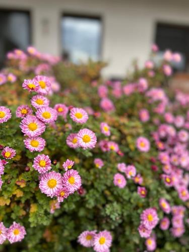Un jardín fuera de Frajárka
