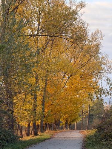 a dirt road with trees in the fall at CzorsztynLakePL in Kluszkowce