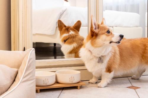 a dog looking at its reflection in a mirror at Majestic Toscanelli (centro storico) in Padova