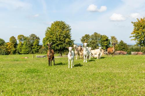 a group of horses and goats standing in a field at Dylewianka in Wysoka Wieś