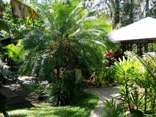 a garden with a palm tree and other plants at Alaya Ascend in Eudlo