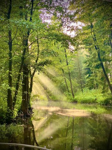 a dirt road in a forest with a river at Mazurski Domek - Wake Up Home Ogonki in Ogonki