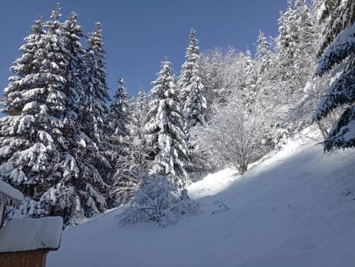 a snow covered forest with snow covered trees at Cabană în inima munților - Gálkuti Kulcsosház in Bălan