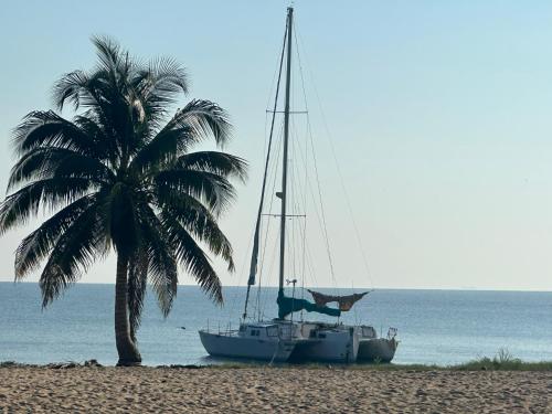 a boat sitting on the beach next to a palm tree at All Seasons Belize in Hopkins