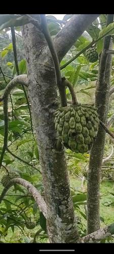 a branch of a tree with a pineapple on it at Toucan Mountain Rest in Jicotea