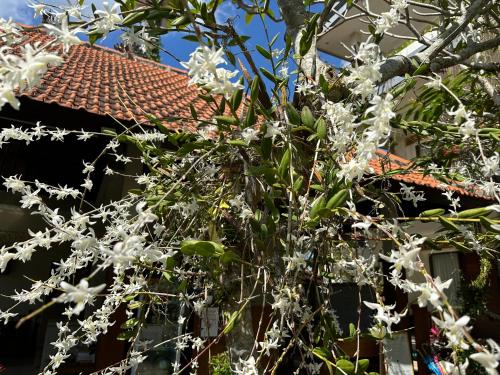a tree with white flowers in front of a building at Brata Cottage Ubud in Ubud