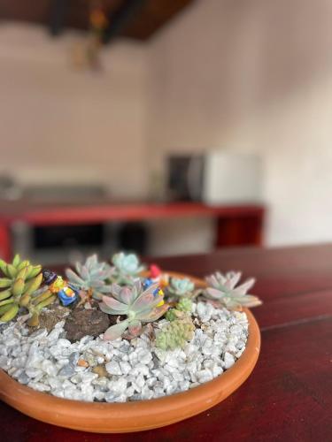 a bowl of succulent plants on a table at Sonnenhaus Antigua in Antigua Guatemala