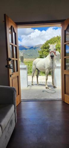 a white horse standing outside of a door at Hacienda San Nicolas de Cuicocha in Cotacachi