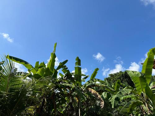 a bunch of green plants with a blue sky in the background at Brata Cottage Ubud in Ubud