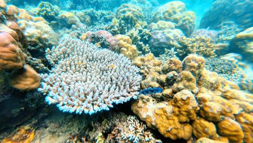 a coral reef with a lot of fish on it at Sylvia Hotel & Resort Komodo in Labuan Bajo
