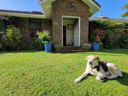 a dog laying in the grass in front of a house at Bay of Islands Crossroads Homestay B&B in Pakaraka