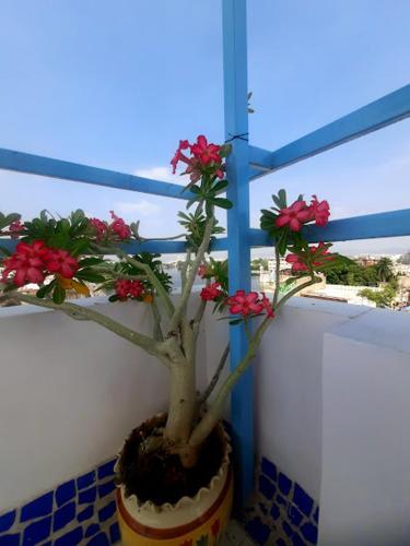a potted plant with red flowers on a window sill at Gladden Villa in Udaipur