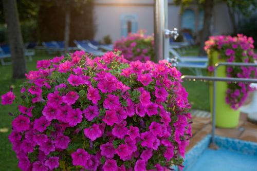 a bunch of pink flowers in a garden at Hotel Terme Cristoforo in Abano Terme