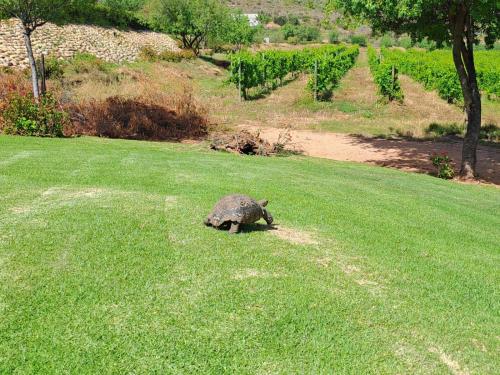 a turtle walking across a field of grass at Red Ridge Mountain Lodge in Buffelskloof