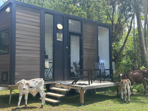 two cows standing in front of a tiny house at The Dacious by Tiny Away in Midgenoo
