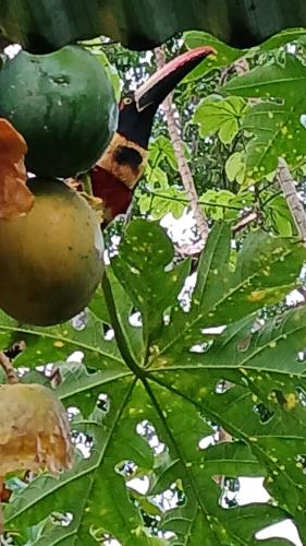 a green leaf with a bird sitting on top of it at La Casita in Dos Brazos