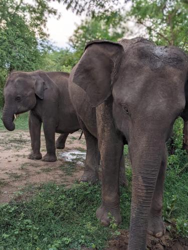 two elephants standing next to each other in the grass at Nice View Safari villa in Udawalawe