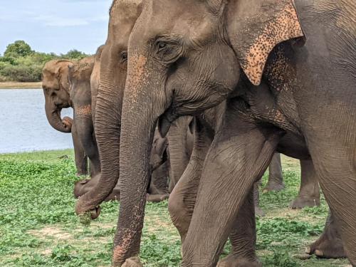 a herd of elephants standing next to a body of water at Nice View Safari villa in Udawalawe