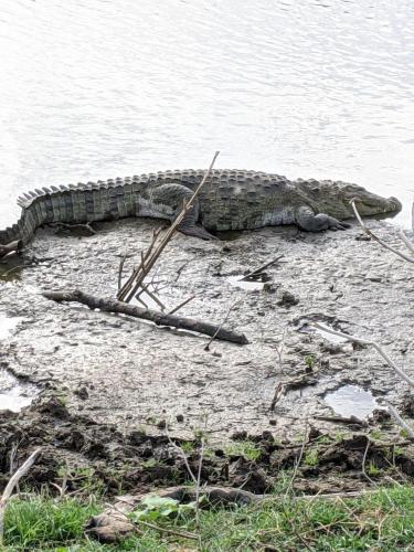 a crocodile laying on the shore of a body of water at Nice View Safari villa in Udawalawe
