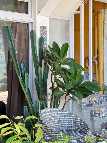 a plant sitting on a window sill next to a cactus at Beachfront Apartment with Kitchen and Outdoor Seating Area in Boracay