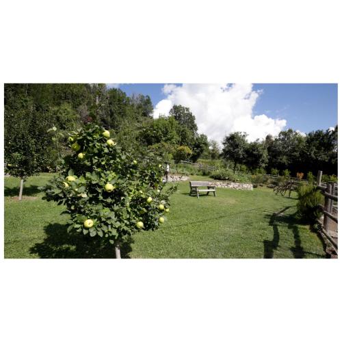 a tree with yellow fruits on it in a park at Agriturismo Montagna Verde Apella in Licciana Nardi