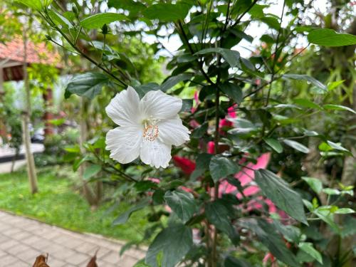 a white flower on a tree with green leaves at Brata Cottage Ubud in Ubud