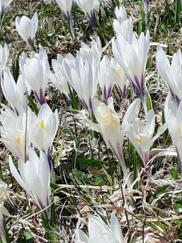Φωτογραφία από το άλμπουμ του Berggasthof Sonne Allgäu σε Sonthofen
