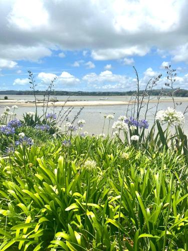 a field of flowers next to a body of water at Moores Studio Retreat in Auckland