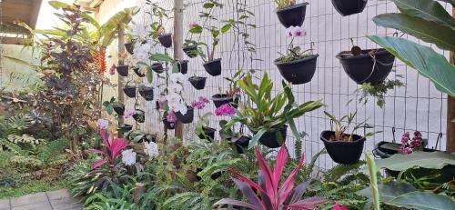 a bunch of plants are hanging on a wall at Suítes Cambucá in Ilhabela