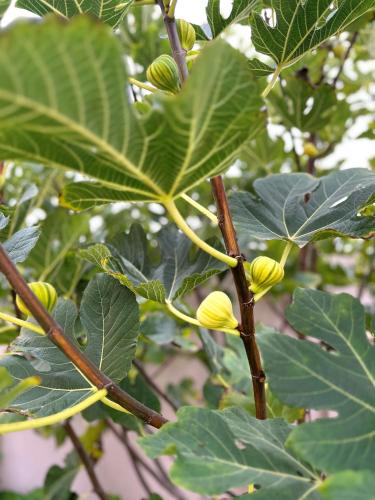 a tree with green leaves and yellow flowers on it at Sandy Shores 3 Henties in Hentiesbaai