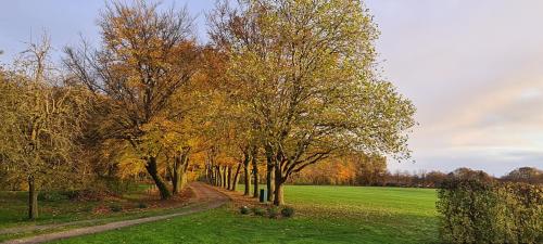a row of trees in a field with a dirt road at B&B Joostink in Vorden in Vorden