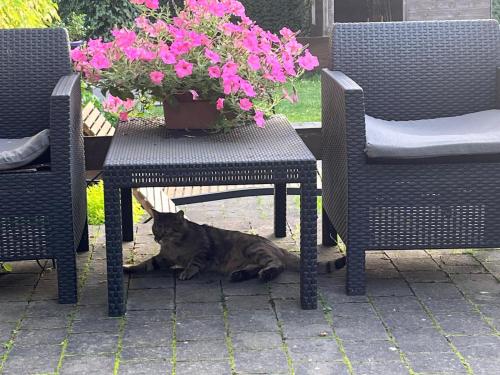a cat laying under a table and chairs at Dobry Czas in Sandomierz