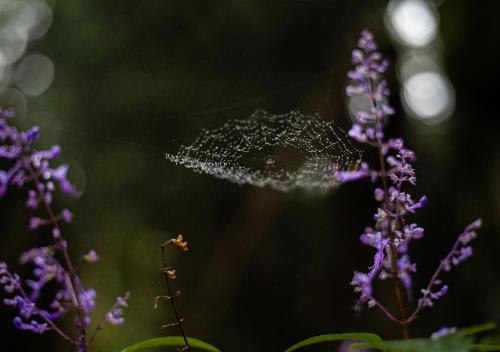 a spider is sitting on top of purple flowers at Away with the Fairies Nature Lodge and Backpackers in Hogsback
