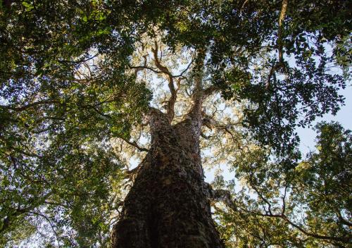 a tall tree looking up into the sky at Away with the Fairies Nature Lodge and Backpackers in Hogsback