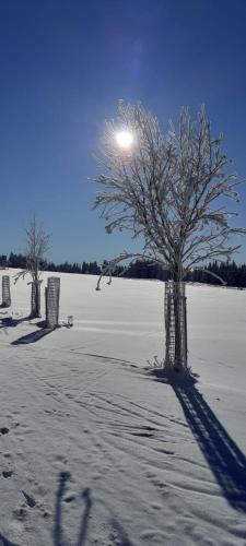 a tree in the middle of a snow covered field at Restaurace a penzion Vlčí jáma in Horní Blatná