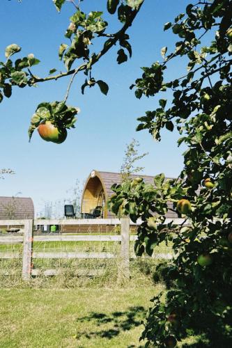 an apple hanging from a tree in front of a fence at Hundle Dale- Bugthorpe Grange Glamping in Stamford Bridge