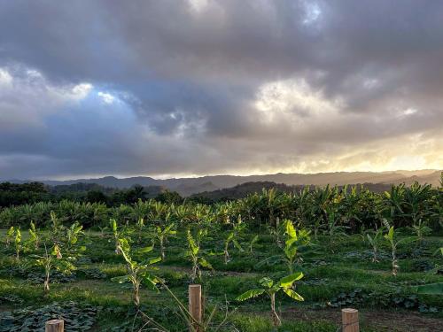 a field of corn with the sun setting in the background at North Shore Glamping Camping Laie, Oahu, Hawaii in Laie