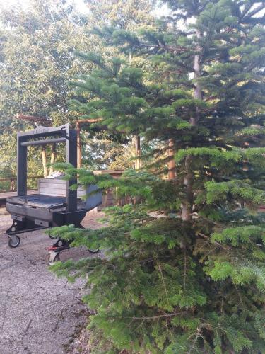 a large pine tree in front of a machine at Agriturismo Quota 700 in Sicignano degli Alburni
