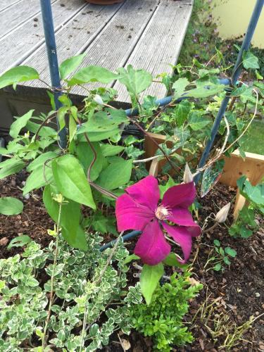 a pink flower in a garden next to a bench at Landgasthof Lenzer in Strassen