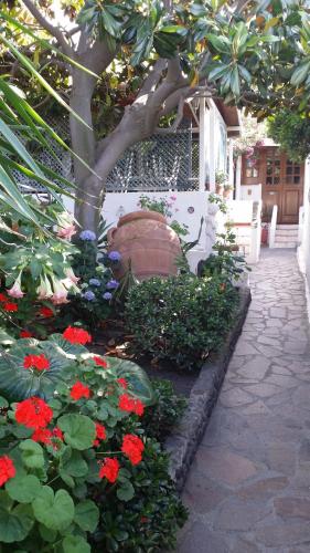 a garden with red flowers and a tree at Aquilone Residence in Stromboli