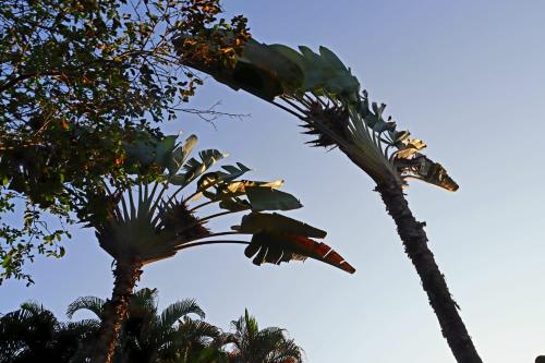 a bird perched on top of a palm tree at Brazish Pousada in Paraty